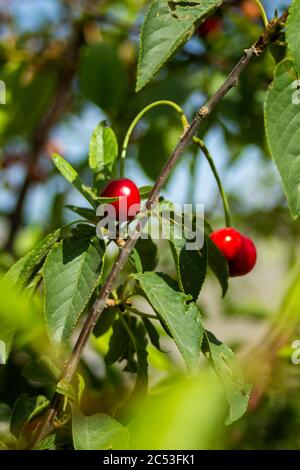 Les cerises rouges commencent à mûrir, les feuilles sont toujours très vert clair Banque D'Images