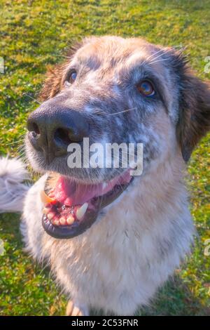 Gros chien d'entraînement regarder vers le haut, muzzle portrait avec gros nez gros-up Banque D'Images