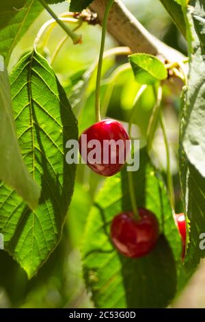 Les cerises rouges commencent à mûrir, les feuilles sont toujours très vert clair Banque D'Images