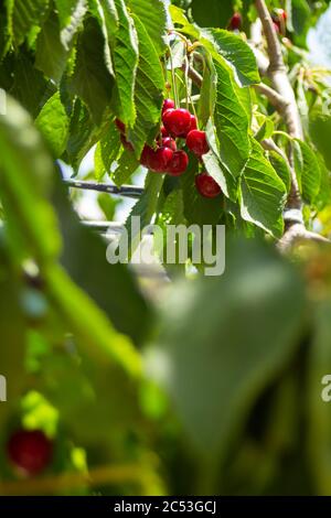 Les cerises rouges commencent à mûrir, les feuilles sont toujours très vert clair Banque D'Images