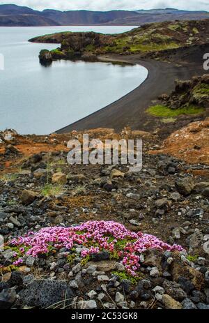 Thym à fleurs précoces, thym arctique, Thymus praecox sur cendres volcaniques en Islande / (Thymus praecox) Banque D'Images