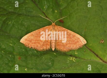 Onde lumineuse (idaea ochrata cantiaata) adulte migrant au repos sur la feuille Eccles-on-Sea, Norfolk, Royaume-Uni 26 juin 2020 Banque D'Images