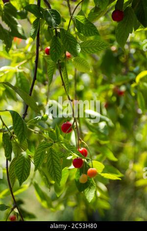 Les cerises rouges commencent à mûrir, les feuilles sont toujours très vert clair Banque D'Images