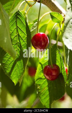 Les cerises rouges commencent à mûrir, les feuilles sont toujours très vert clair Banque D'Images