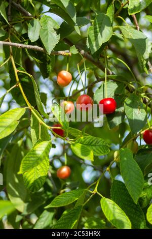 Les cerises rouges commencent à mûrir, les feuilles sont toujours très vert clair Banque D'Images