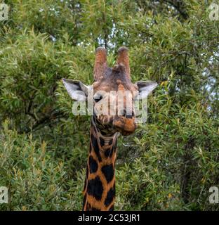 La girafe de Rothschild (Giraffa camelopardalis rothschild) dans le parc national du lac Nakuru, Kenya, Afrique Banque D'Images