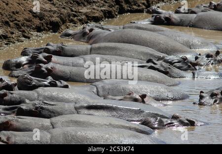 De nombreux hippopotames se trouvent côte à côte, à moitié submergés, et rafraîchissent dans l'eau brune de la rivière Mara Banque D'Images