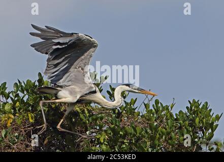 Cocoi Heron (Ardea cocoi) adulte qui s'envole de l'arbre de la rivière Guaviare, Inirida; Colombie novembre Banque D'Images