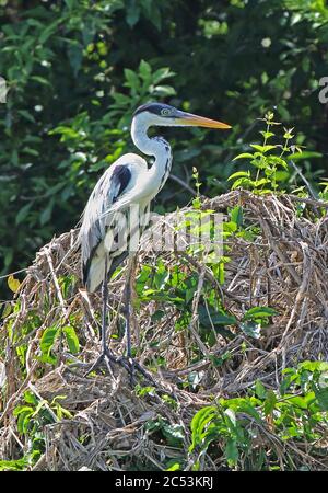 Cocoi Heron (Ardea cocoi) perched in tree  Guaviare River, Inirida; Colombia         November Banque D'Images
