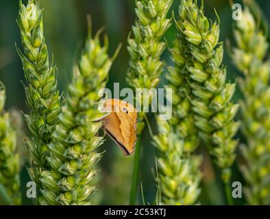 East Lothian, Écosse, Royaume-Uni, 30 juin 2020. Météo au Royaume-Uni: Un papillon brun de prairie, Maniola jurtina, dans un champ de culture sur une tige de blé sous le soleil d'été. Ils sont très communs à l'heure actuelle Banque D'Images