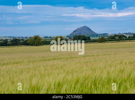 East Lothian, Écosse, Royaume-Uni, 30 juin 2020. Météo au Royaume-Uni : une vue vers la loi de Berwick à travers un champ d'orge dans le soleil d'été Banque D'Images