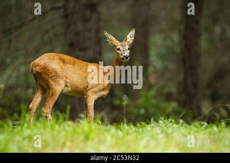 Jeune cerf de Virginie femelle debout dans la forêt d'été. Banque D'Images