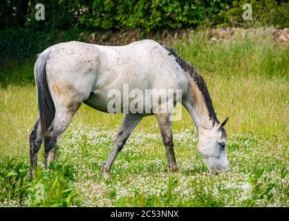 East Lothian, Écosse, Royaume-Uni, 30 juin 2020. Météo britannique : un cheval blanc mangeant le trèfle sous le soleil d'été Banque D'Images