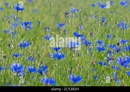 Fleurs de maïs, Cyanus segetum, dans un champ Banque D'Images