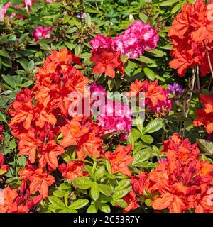 Rhododentron orange en fleurs au printemps Banque D'Images