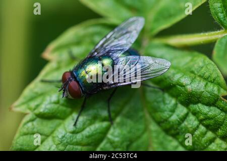 Vert mouche texture macro, insecte assis sur une feuille, image détaillée des yeux, ailes et poils. Banque D'Images