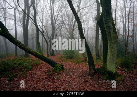 Forêt fantôme, paysage forestier, arbres magiques de rêve, nuageux, sombre, humeur brumeuse, troncs d'arbres pourboires, Drielandenpunt à la frontière de la Belgique, Nether Banque D'Images