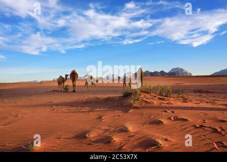 Paysage avec une famille de chameaux dans le désert de Wadi Rum au coucher du soleil, Jordanie Banque D'Images