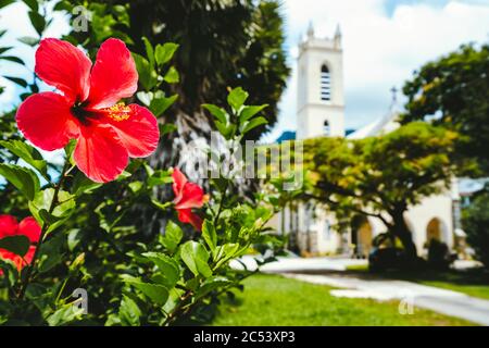 Fleur tropicale rouge rose avec pistil jaune sur fond sombre de l'île de Mahé - Seychelles. Banque D'Images