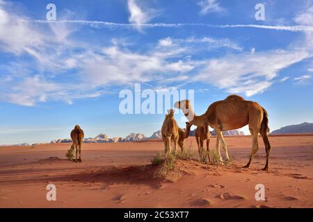 Paysage avec une famille de chameaux dans le désert de Wadi Rum au coucher du soleil, Jordanie Banque D'Images