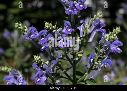 On trouve habituellement du skullcap bas et parfois appelé skullcap de bonnier dans le sol sec au bord des bois ou le long des chaussées. Banque D'Images