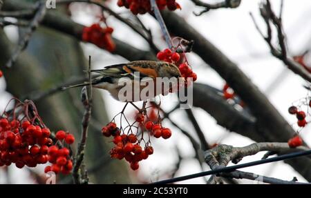 Les braminations se nourrissent de baies de rowan Banque D'Images