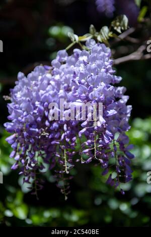 Fleurs de la Wisteria violette en fleurs, gros plan Banque D'Images