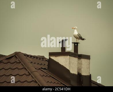 Un gull blanc assis sur la cheminée d'une maison. Banque D'Images