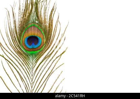 Plumes de paon. Plumes colorées de la queue avec oeil, avec espace de copie. Gros plan isolé sur fond blanc. Banque D'Images