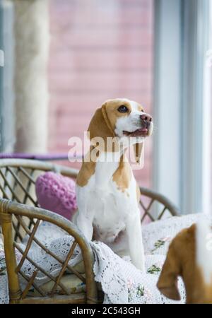 Adorable chien de beagle anglais dans une ancienne chaise confortable à l'intérieur. Animal de compagnie dans la maison. Chien de race Banque D'Images