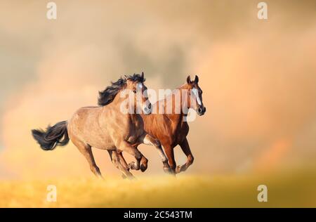 Chevaux en course en automne. De magnifiques chevaux sauvages de châtaignier qui tournent vite. Arrière-plan sur le thème animal Banque D'Images