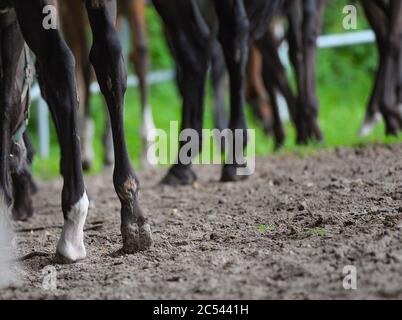 Troupeau de jeunes chevaux dans le paddock, vue sur les sabots. Sabots de colles et de fillies dans les enclos en été. Des foals au ranch Banque D'Images