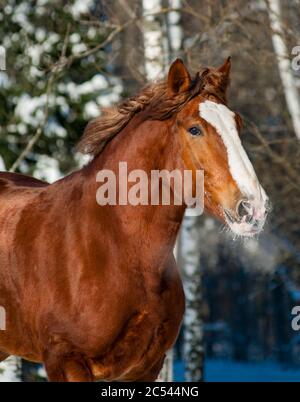 Beau portrait d'hiver de cheval de brouillons par temps ensoleillé Banque D'Images