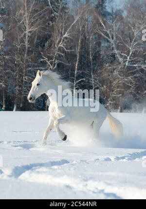 Magnifique étalon blanc Orlov en forêt d'hiver Banque D'Images