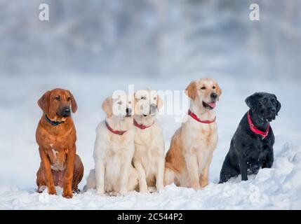 Chiens de race posant en groupe dans une journée enneigée Banque D'Images