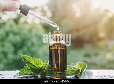 Urtica dioica biologique sauvage, ortie commune, tentures ortie en petite bouteille de verre brun en plein air. Femme prenant goutte avec compte-gouttes. Style de vie . Banque D'Images