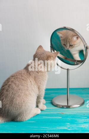 Un petit chaton de la race britannique Shorthair regarde dans le miroir de table. Surprise Banque D'Images