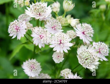 Astrantia Major - Grand Masterwort en juin - Écosse, Royaume-Uni Banque D'Images
