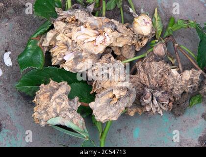 Botrytis cinerea sur les têtes de roses qui ont été retirées de la plante de rose affectée après une période de températures chaudes et de fortes pluies Banque D'Images