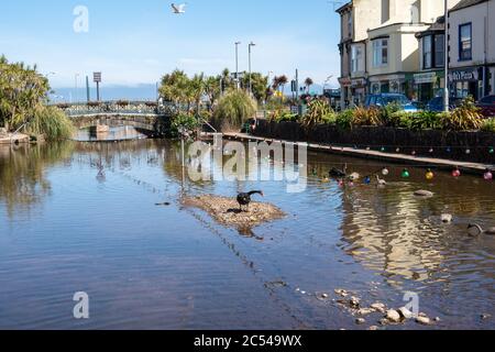 Cygnes noirs sur le Brook, Dawlish, Royaume-Uni Banque D'Images