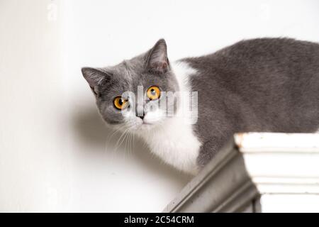 jeune curieux chat pyrôthair britannique sur le dessus de l'armoire blanche regardant la caméra Banque D'Images