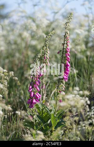 Foxgloves (Digitalis Purpurea) poussant dans la nature entouré par le persil de vache (Anthriscus sylvestris) Banque D'Images