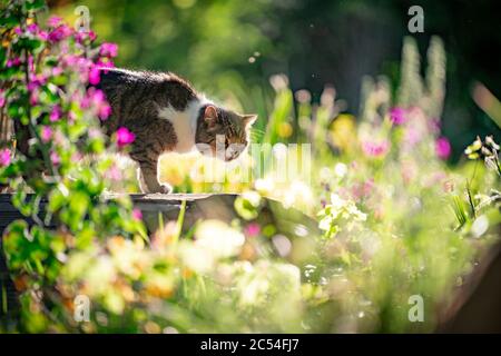 curieux chat debout sur un pont en bois d'un petit étang en plein air dans le jardin, par une journée ensoleillée avec des plantes à fleurs Banque D'Images