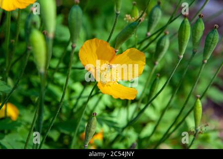 Coquelicot paver cambricum (synonyme Meconopsis cambrica) Banque D'Images