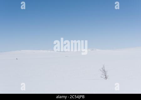 Paysage d'hiver, Sennaland, Nord, Norvège, Nord de la Norvège, hiver, neige, froid, ciel bleu, lumière du jour, nature sauvage, silencieux, Banque D'Images