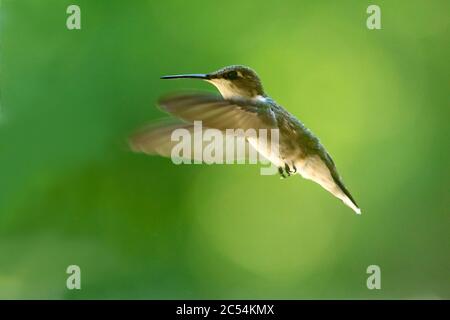 Une femelle de Hummingbird à gorge rubis en vol près d'un mangeoire. Banque D'Images