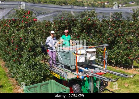 Cueils de fruits de saison. Banque D'Images