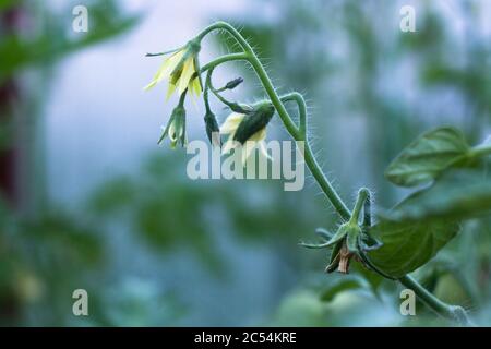 une branche de tomate en fleurs dans la lumière du soir sur un fond flou Banque D'Images