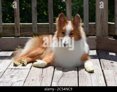 Un jeune Berger de Sheltland (sheltie) pose à l'extérieur sur une terrasse en bois au soleil. Banque D'Images