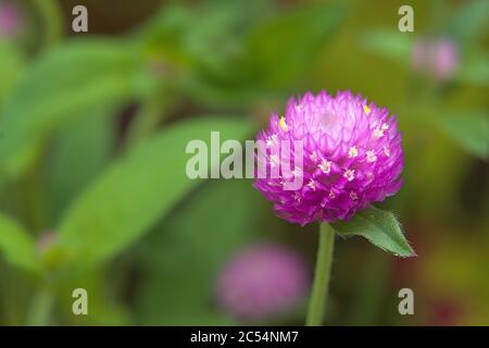 Macro de la tête de fleur de Globe amaranth Banque D'Images